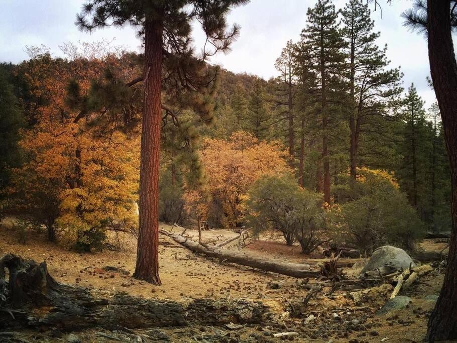 Summit: Discover Serenity In This Cozy Cabin With Mountain Views! Villa Big Bear Lake Exterior foto